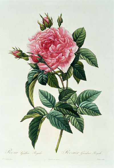 Rosa Gallica Regalis de Pierre Joseph Redouté